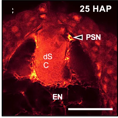 Open access visualization of Microscopy, CLSM Images, Embryo Sacs, Synergid Cell Nucleus, Persistent Synergid Nuclei