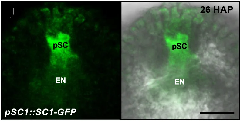 Open access visualization of Microscopy, GFP Signals, Persisting Synergid Cells, Endosperm