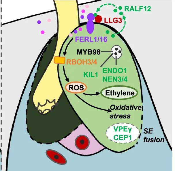 Open access visualization of Workflow, Illustration, Double Fertilization, ZmMYB98, Gene Regulatory Network