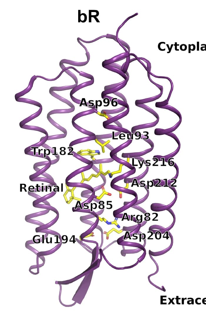 Open access visualization of Protein Structure, Chemical Structure, bR, Conserved Residues, Proton Pumping