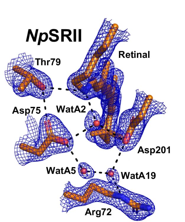 Open access visualization of Protein Structure, Chemical Structure, Np SRII, Hydrogen Bond Interactions, Retinal SB
