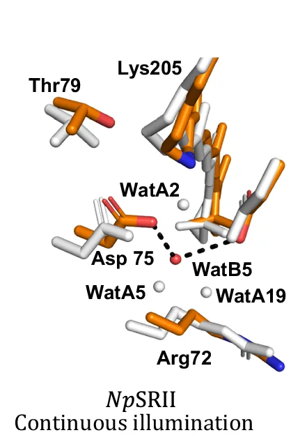 Open access visualization of Protein Structure, Chemical Structure, Conformational Changes, NpSRII, Structural Refinement
