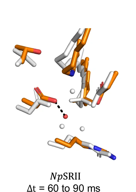 Open access visualization of Protein Structure, Chemical Structure, Conformational Changes, NpSRII, Structural Refinement