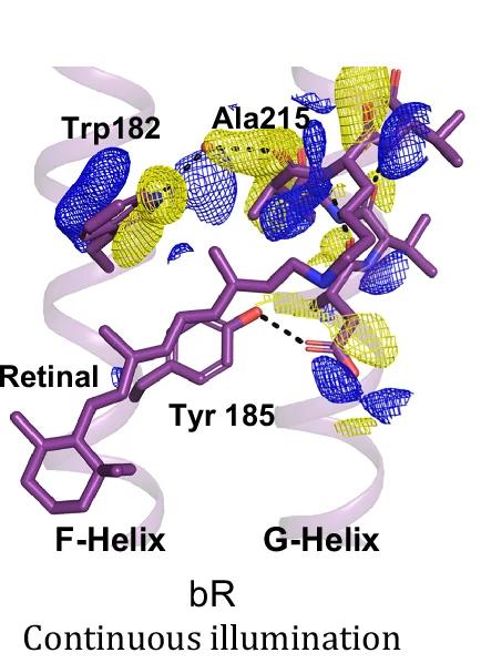 Open access visualization of Protein Structure, Electron Density, Bacteriorhodopsin, Illumination, Protein Movement