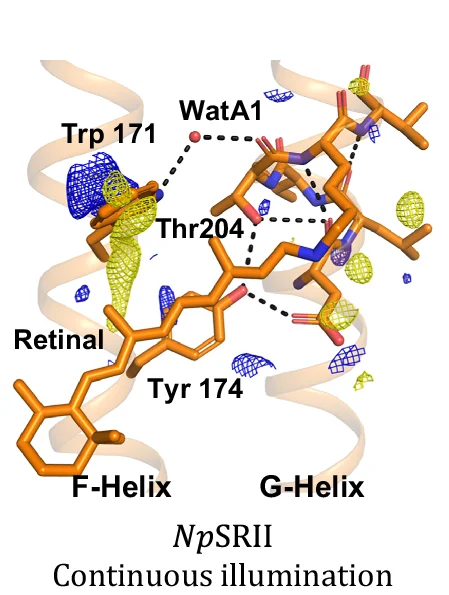 Open access visualization of Protein Structure, Conformational Change, Np SRII, Structural Refinement, Illumination