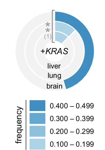 Open access visualization of Donut Chart, Metastases, KRAS Amplifications, GISTIC 2.0