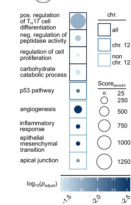Open access visualization of Bubble Plot, Enrichr Analysis, Upregulated Genes, KRAS Mutation, KRAS Amplification