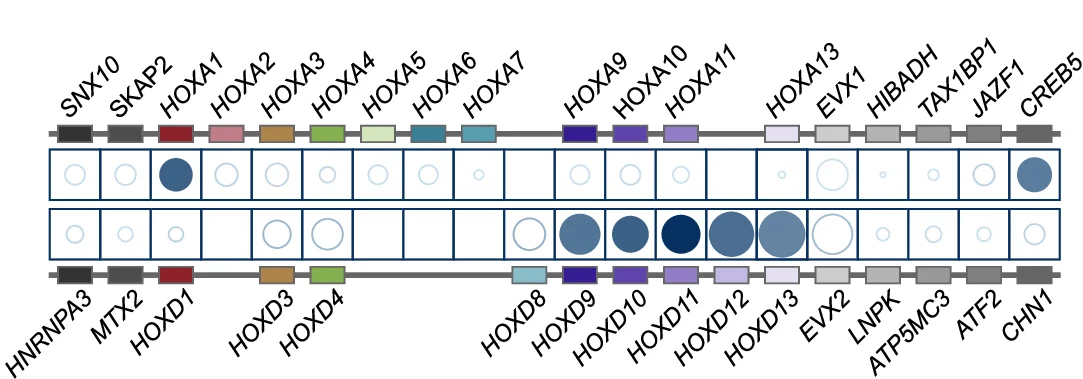 Open access visualization of Bubble Plot, Differential Gene Expression, HOXA Loci, HOXD Loci, Flanking Genes