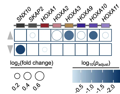 Open access visualization of Bubble Plot, Heatmap, Differential Gene Expression, HOXA Locus, Surrounding Genes