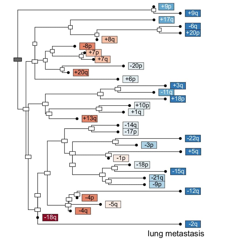Open access visualization of Workflow, Flowchart, Lung Metastasis, CRCTropism Cohort, Organotropic Events