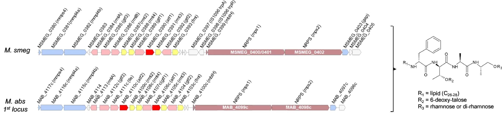 Open access visualization of Workflow, Chemical Structure, Genomic Organization, GPL Locus, M. smegmatis
