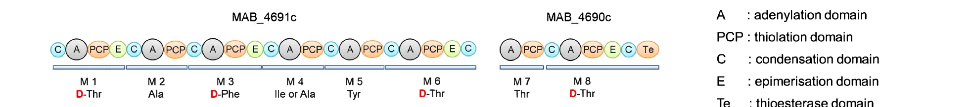 Open access visualization of Workflow, Illustration, Amino Acids, NRPS, Adenylation Domain