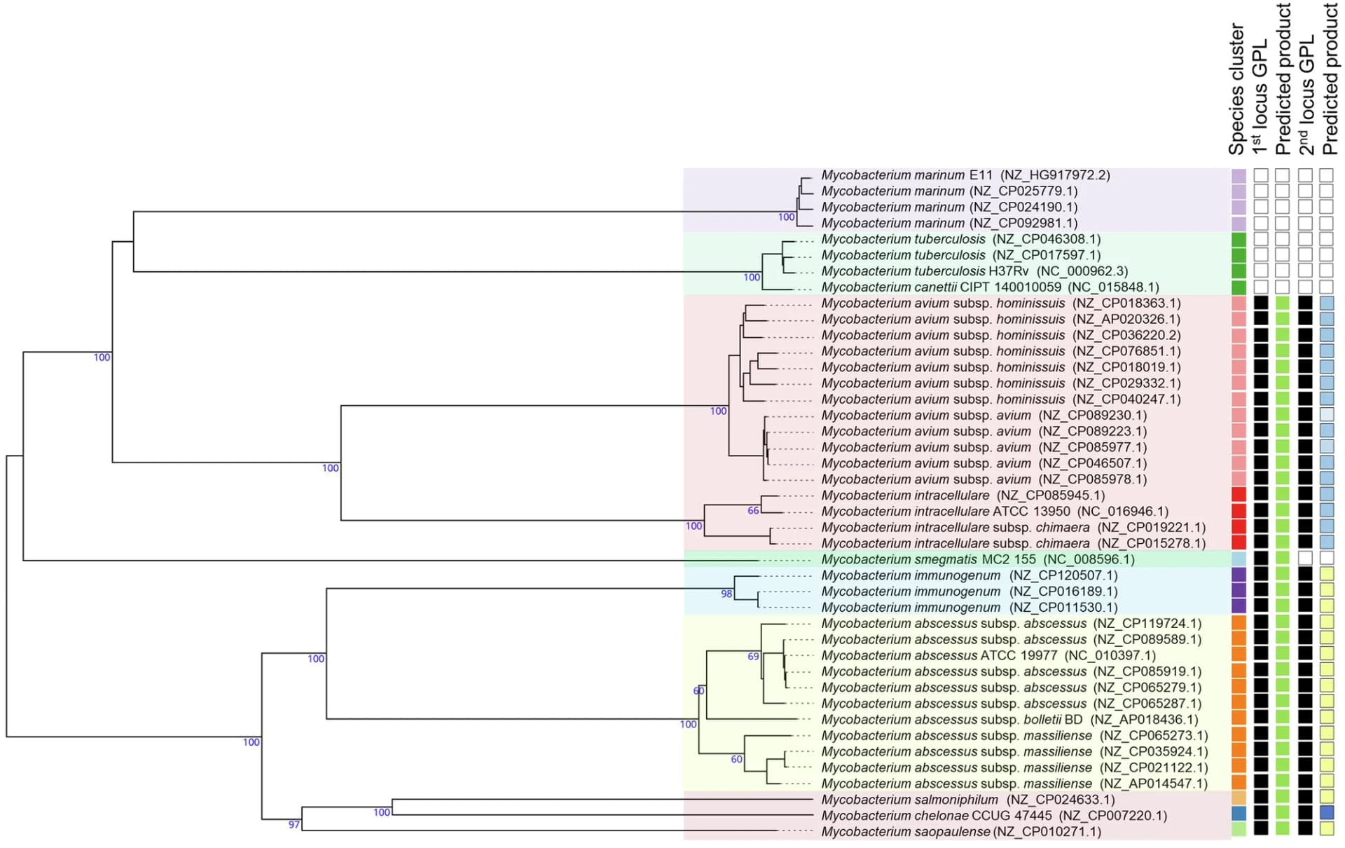 Open access visualization of Network, Phylogenetic Tree, Genomic Sequences, Mycobacterial Strains, GPL Locus