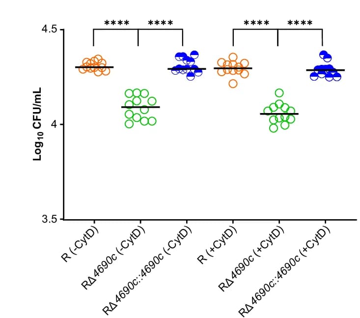 Open access visualization of Scatter Plot, Bacterial Strains, THP-1 Cells, Cytochalasin D, CFU quantification