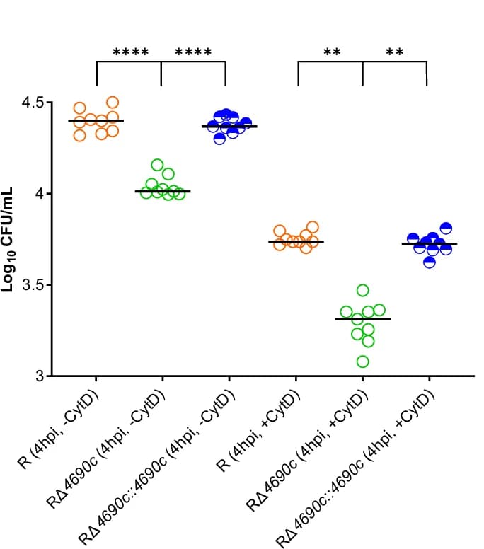 Open access visualization of Scatter Plot, Cytochalasin D, Bacterial Phagocytosis, THP-1 Cells, Bacterial Uptake
