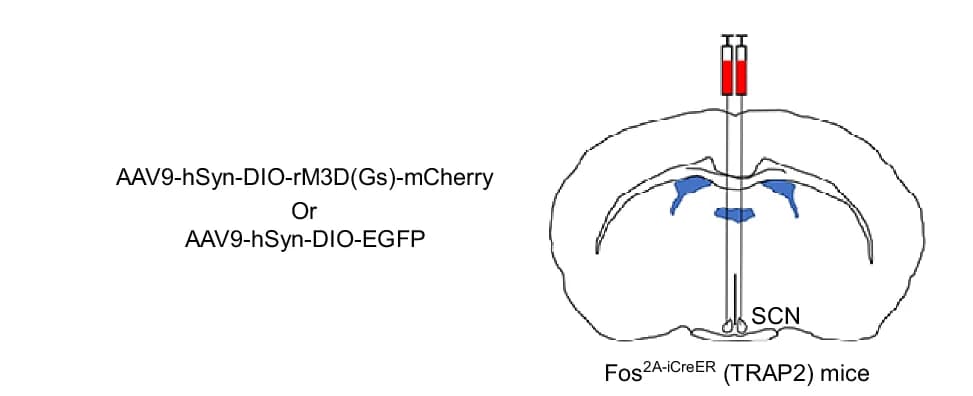Open access visualization of Illustration, DREADDs, SCN Injection, TRAP2 Mice, Mouse Brain