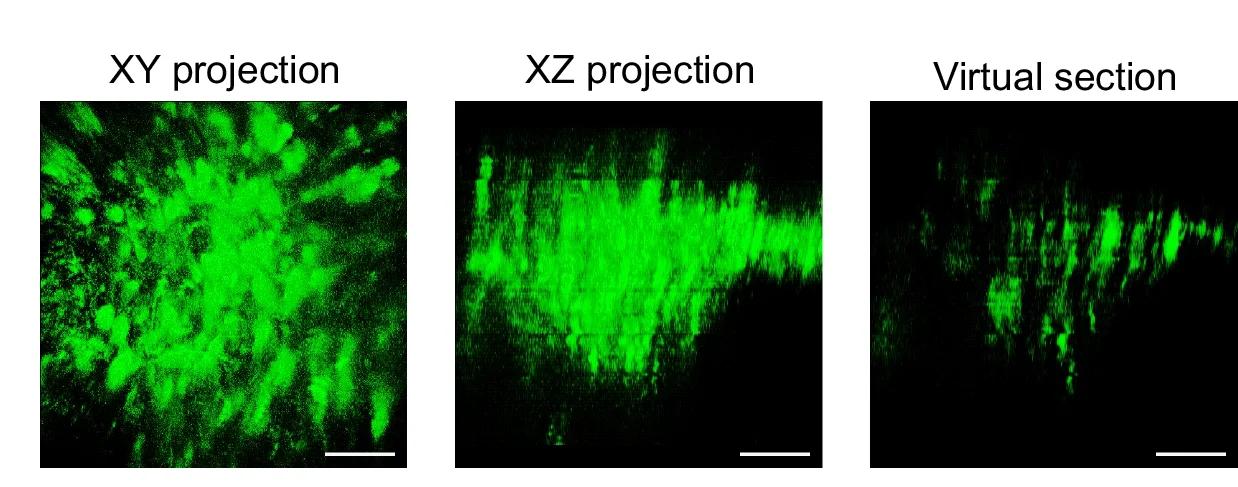 Open access visualization of Microscopy, 3D Projection, SCN, GCaMP Signal, Z-stack Images