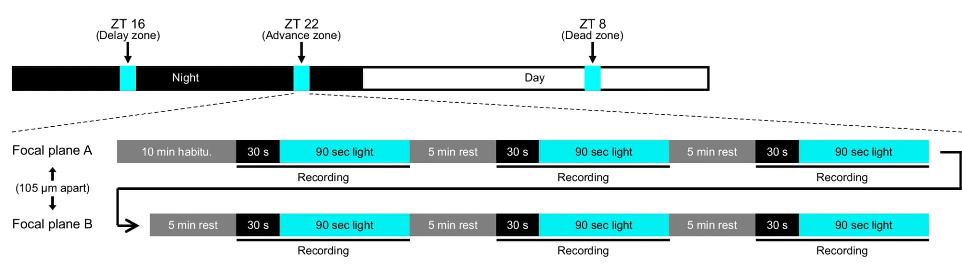 Open access visualization of Workflow, Time Points Experiments, Calcium Imaging
