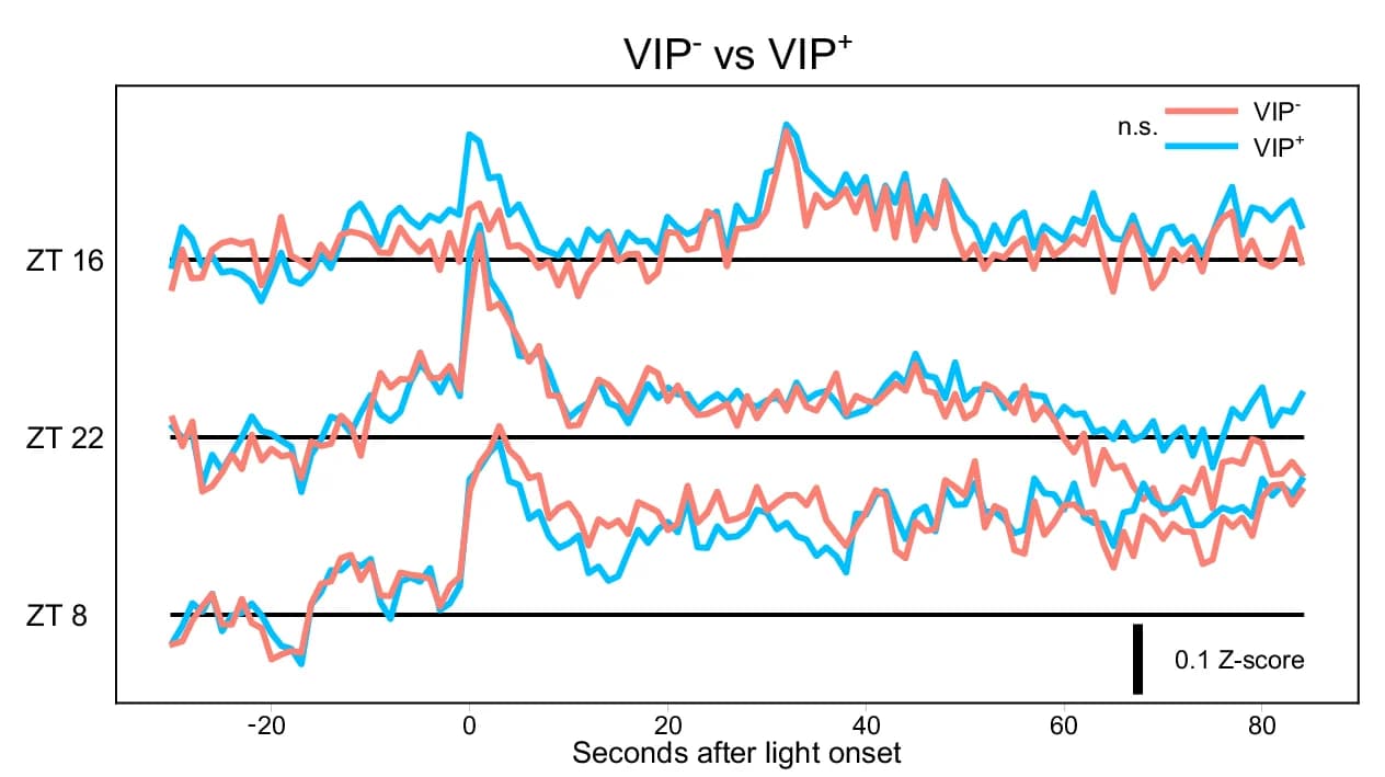 Open access visualization of Line Plot, Light Response, VIP Neurons, Two-way ANOVA