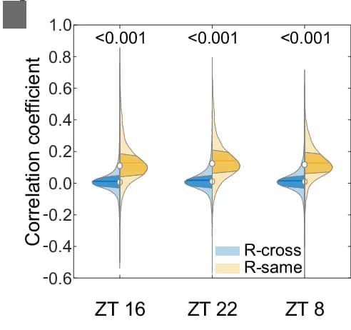 Open access visualization of Violin Plot, Inhibitory Clusters, ZT 8, Mean, SEM