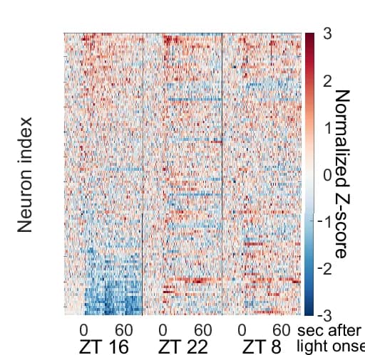 Open access visualization of Heatmap, Heat Map, Normalized Traces, Neurons, Z-score