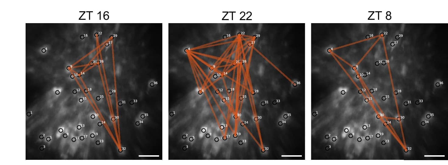 Open access visualization of Network, Microscopy, Diagram, Correlated Neuron Pairs, Repeats