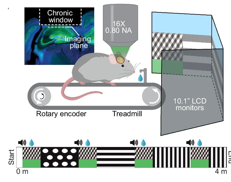 Open access visualization of Workflow, Illustration, Virtual Reality, Calcium Imaging, Hippocampus