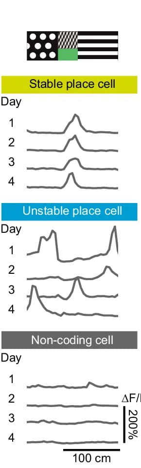Open access visualization of Line Plot, Spatial Activity Maps, Neurons, Place Cells, Noncoding Cells