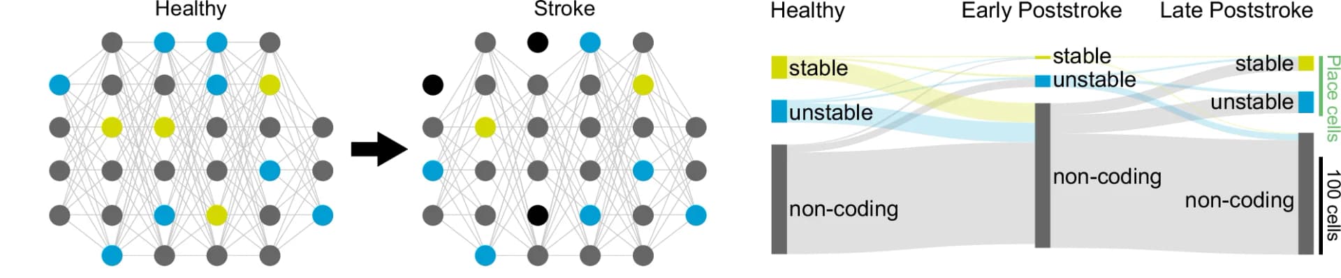 Open access visualization of Network, Sankey, Neurons, Hippocampal Networks, Microstrokes