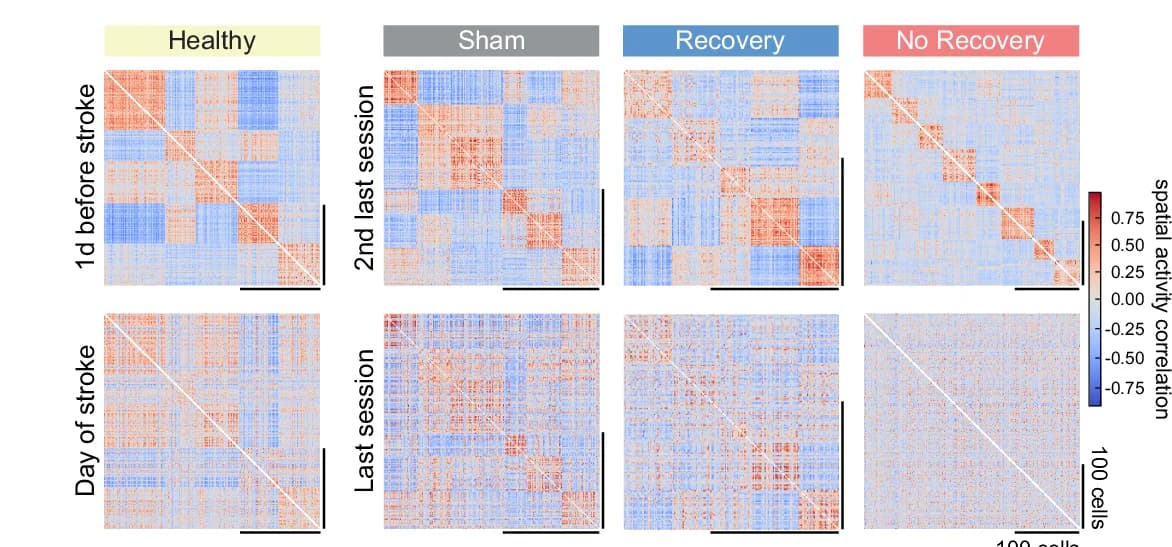 Open access visualization of Heatmap, Functional Correlations, Spatial Activity, Experimental Sessions, Functional Structure