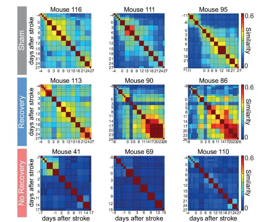 Open access visualization of Heatmap, Cosine Similarity, Functional Correlations, Spatial Activity, Spatial Correlation Matrices