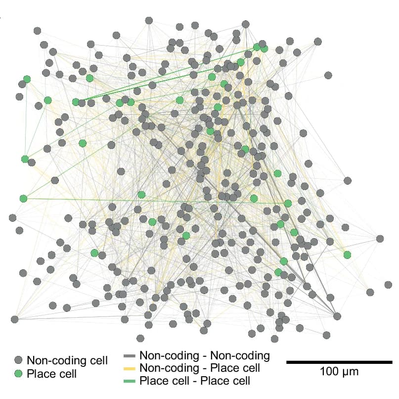 Open access visualization of Network, Pathway, Network Schematic, Spatial Distribution, Correlation
