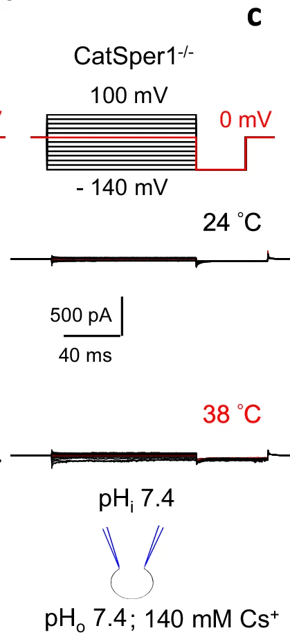 Open access visualization of Line Plot, Recordings, Sperm, Voltage Steps