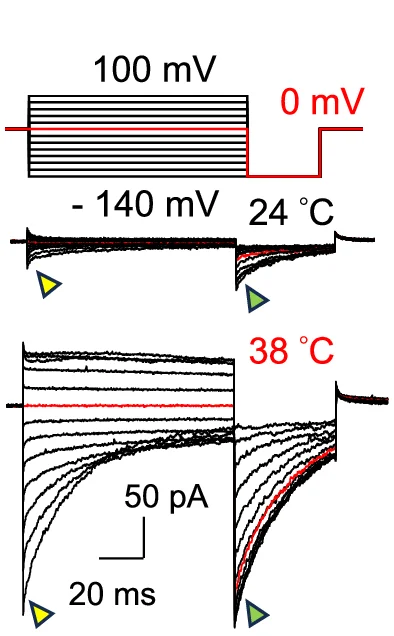 Open access visualization of Line Plot, Sperm, Voltage Steps, I Ba 2+, Peak Amplitudes