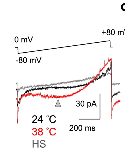 Open access visualization of Line Plot, G-V Curves, I Ba 2+, Tail Amplitudes, Membrane Voltages