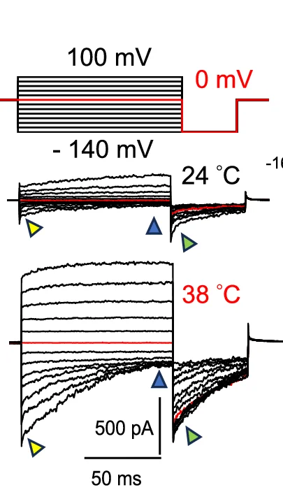 Open access visualization of Line Plot, Voltage Steps, Inward Currents, Temperature