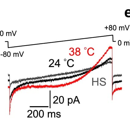 Open access visualization of Line Plot, Capacitated Sperm, Barium Current, Voltage Ramp, Temperature