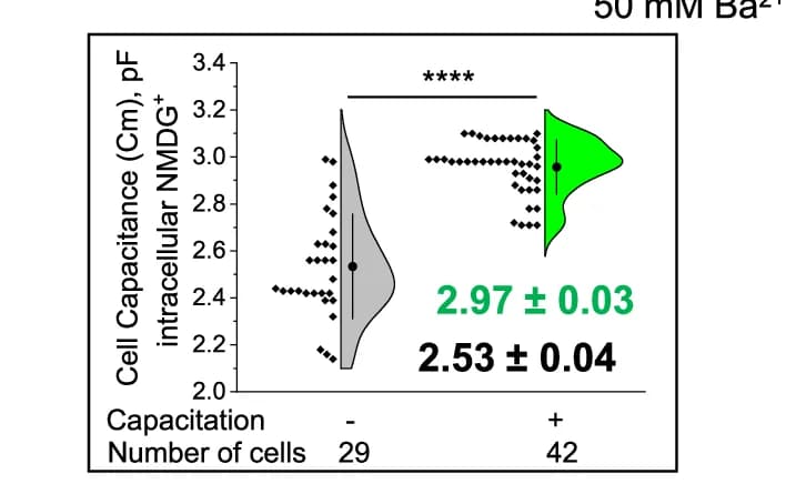 Open access visualization of Violin Plot, Scatter Plot, Capacitated Spermatozoa, Capacitance, Barium Current