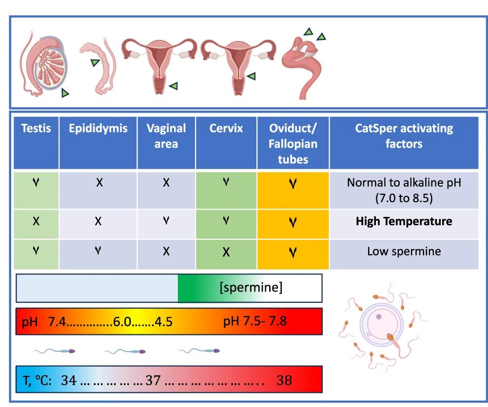 Open access visualization of Illustration, Table Image, Spermatozoon, Male Reproductive Tract, Female Reproductive Tract