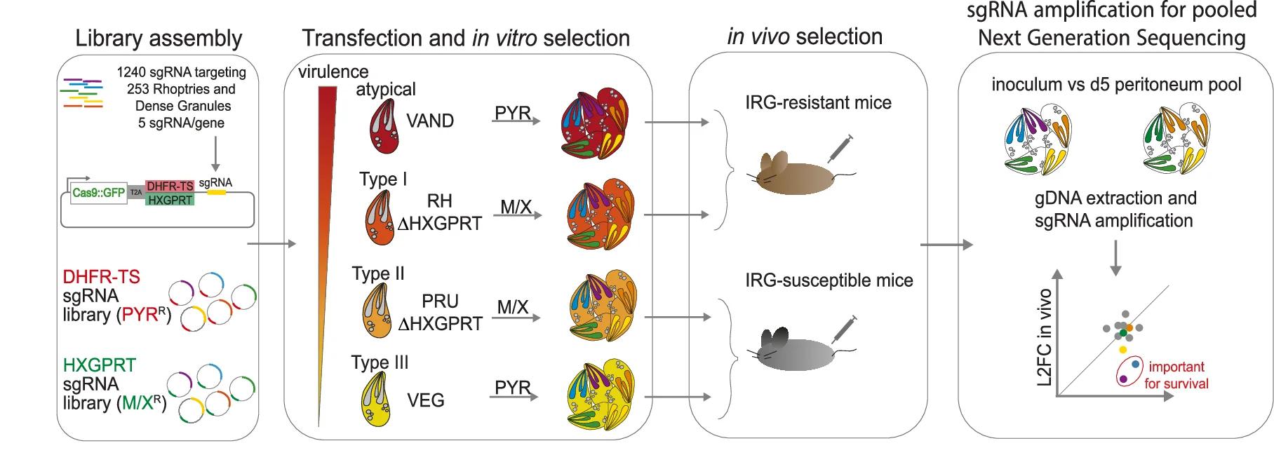 Open access visualization of Workflow, Scatter Plot, CRISPR Screen, Protospacer Libraries, Toxoplasma