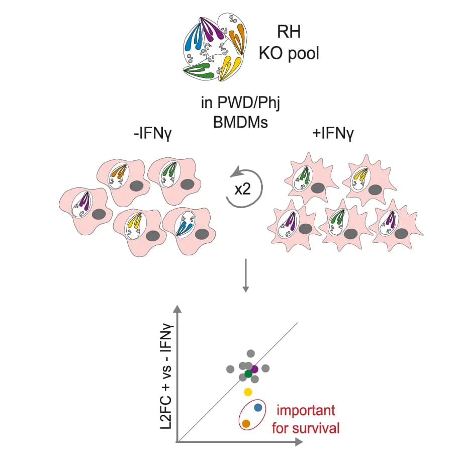 Open access visualization of Scatter Plot, Workflow, Illustration, CRISPR Screen, RH Secretome