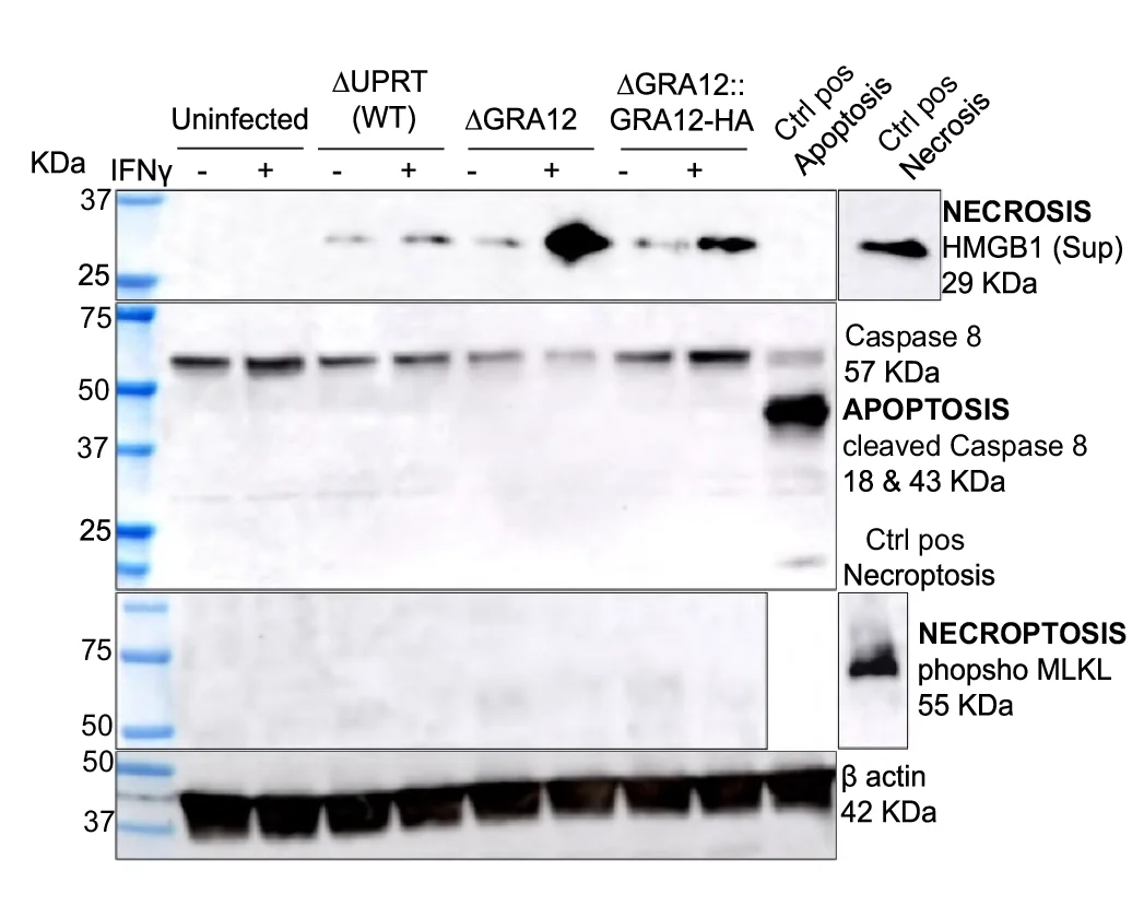 Open access visualization of Gel, Western Blot, Cell Lysate, BMDMs, IFNγ