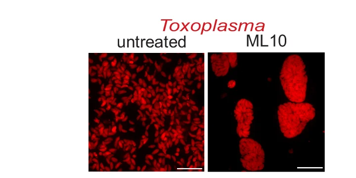 Open access visualization of Microscopy, Fluorescence Microscopy, RH, Parasites, HFFs