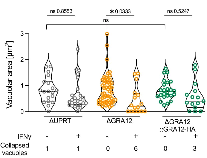 Open access visualization of Violin Plot, Scatter Plot, Vacuolar Area, TEM Images, Vacuoles