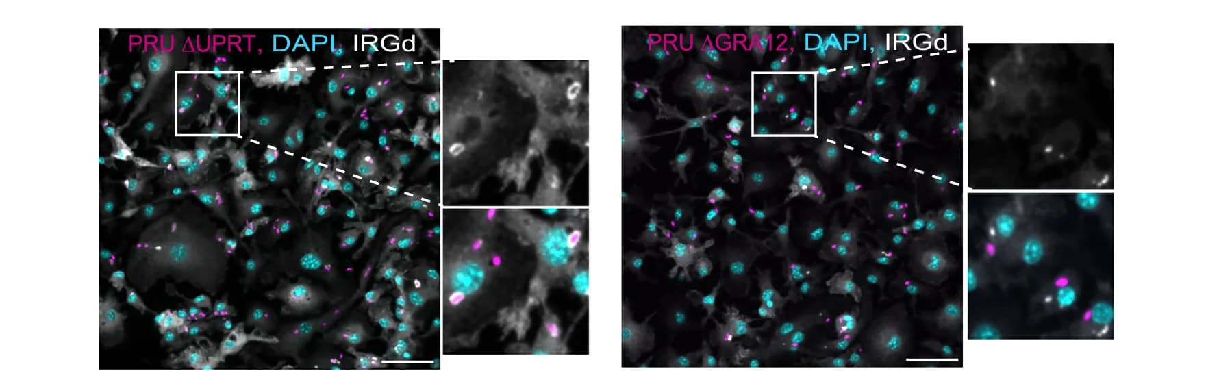 Open access visualization of Microscopy, Anti-IRGd Stained Infections, PRU ΔUPRT, PRU ΔGRA12