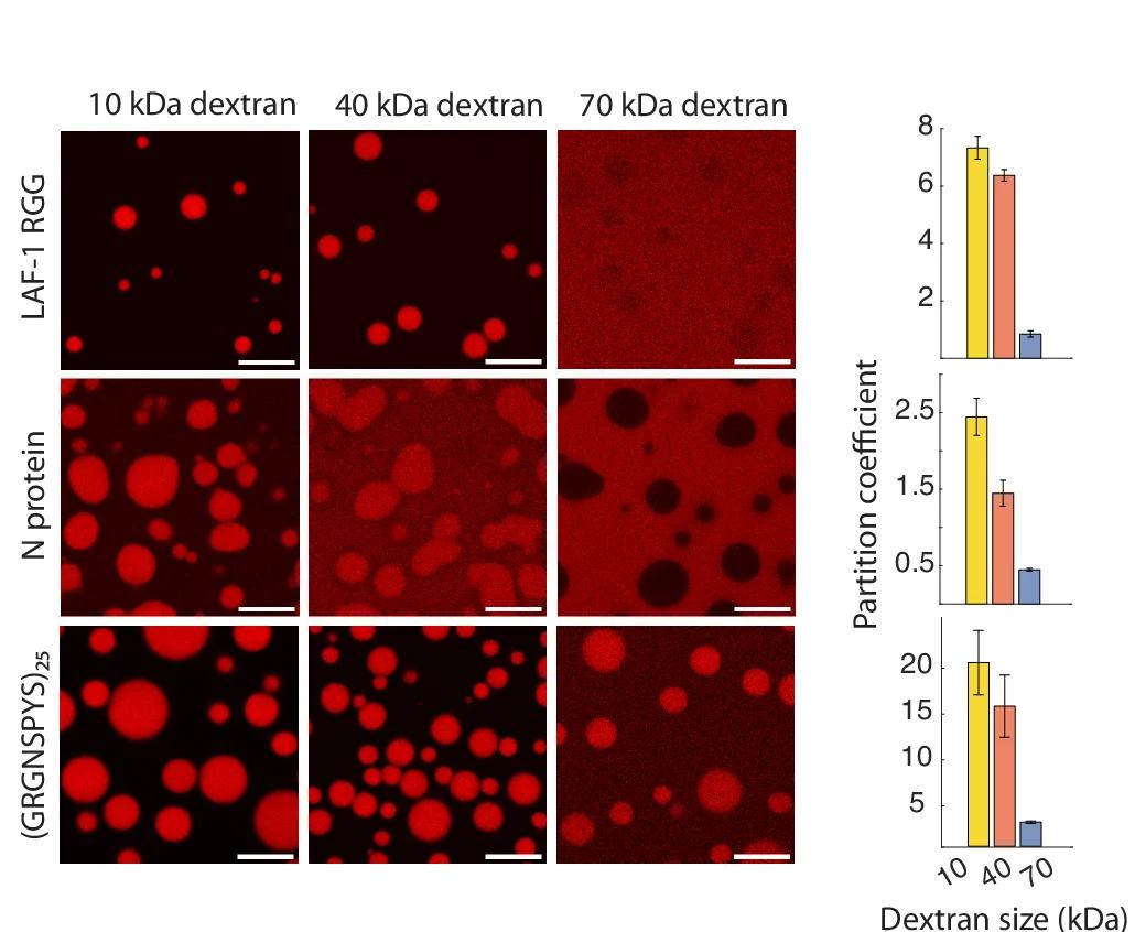 Open access visualization of Microscopy, Bar Plot, Error Bars, Dextran, LAF-1 RGG