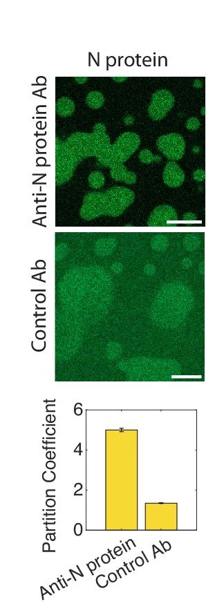 Open access visualization of Microscopy, Bar Plot, Error Bars, N Protein, Anti-N Protein IgG