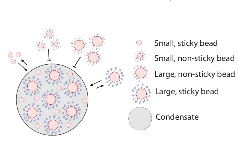 Open access visualization of Illustration, Particle Partitioning, Condensates, PS Beads, PEGylated Beads