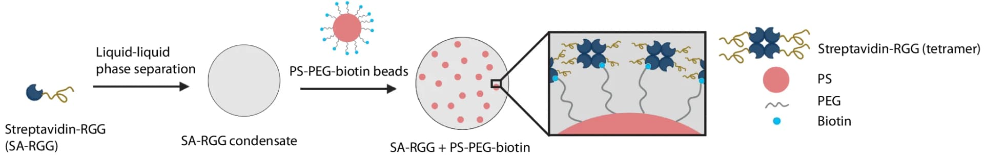 Open access visualization of Workflow, Illustration, PS-PEG-Biotin, SA-RGG Condensates, Streptavidin