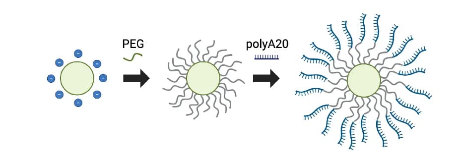 Open access visualization of Workflow, Illustration, PS Particle, Surface Functionalization, PS-PEG